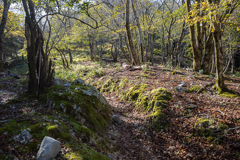 Japan-Nagoya-Fujiwaragatake-Hiking - Still time for more moss.