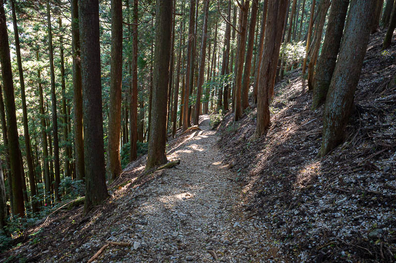 Japan-Nagoya-Fujiwaragatake-Hiking - Much of the path down is tree roots and steeper than this. Here is a relatively smooth bit.