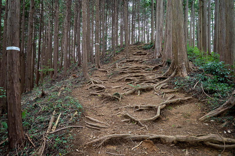 Japan-Tokyo-Hiking-Mount Raiden - I like the ankle snapping tree route trails.