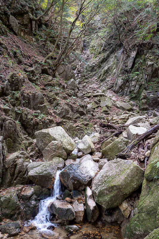 Back to Japan for the 11th time - October and November 2024 - The stream seems to be the trail and I had to cross it 50 times. Thankfully there were ribbons in the trees. I was following my GPS sort of, but I fee