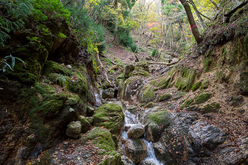 Back to Japan for the 11th time - October and November 2024 - But we were not done yet. Great moss.