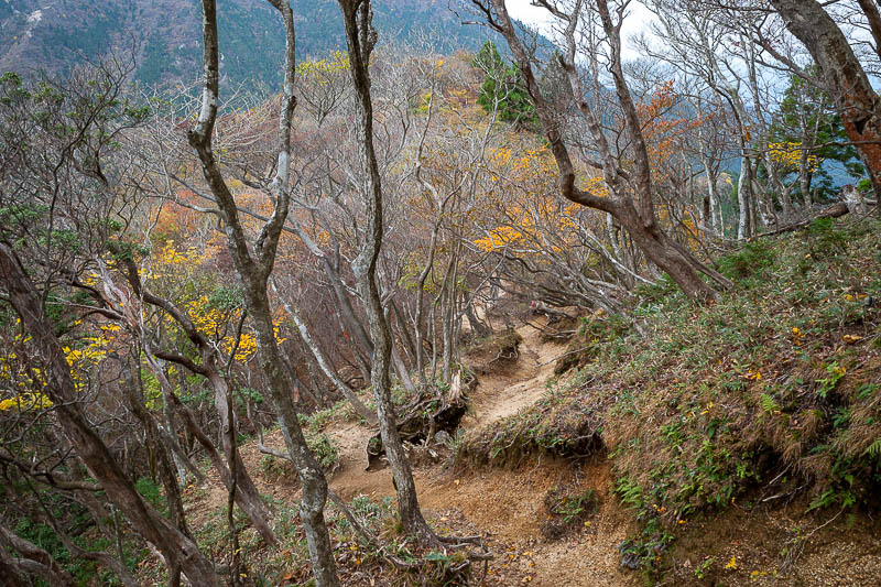 Back to Japan for the 11th time - October and November 2024 - But also with signs of autumn.