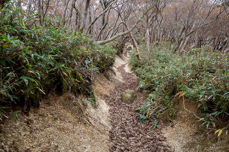 Back to Japan for the 11th time - October and November 2024 - Here is a nice smooth part of the trail, a rare relatively flat section, with low bamboo.