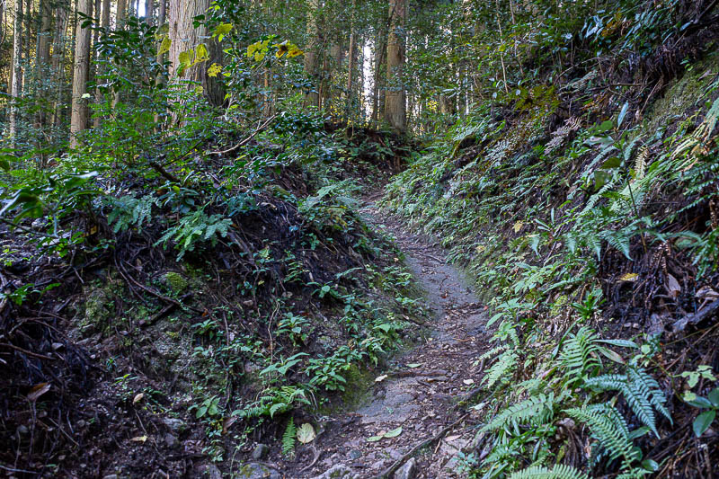 Back to Japan for the 11th time - October and November 2024 - The trail was very trail like immediately, no driveways / logging roads today... until the top.