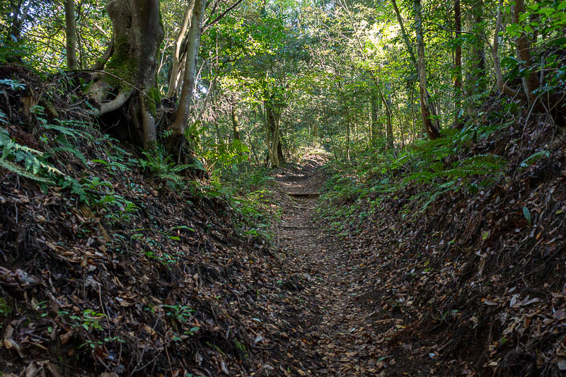 Back to Japan for the 11th time - October and November 2024 - Great trail but no real autumn still, even here on the colder side of Japan.