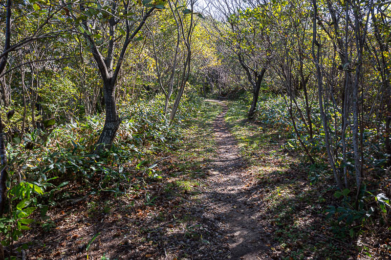 Back to Japan for the 11th time - October and November 2024 - The trail flattened out near the top and became a bit autmumn-y but I am yet to experience the hypnotic state of leaf colour delirium on this trip.