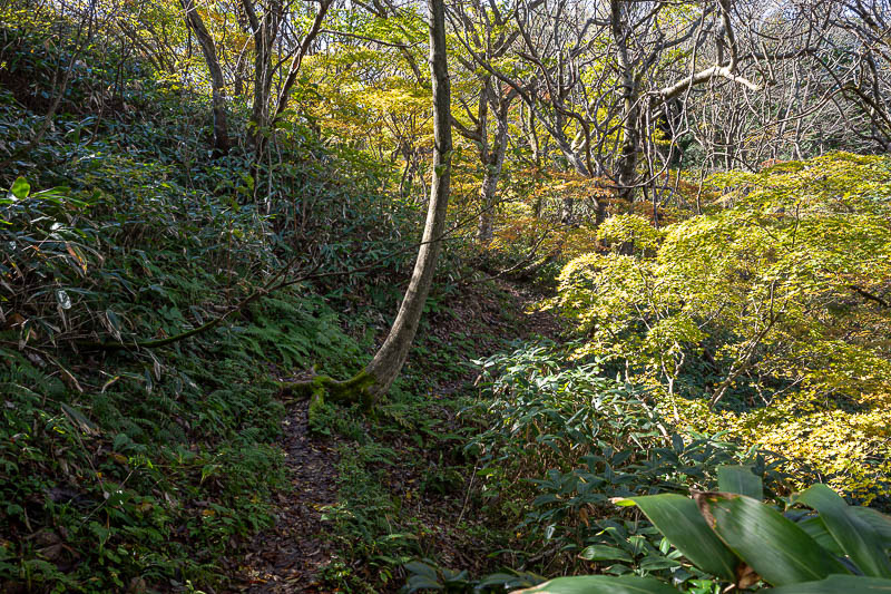 Back to Japan for the 11th time - October and November 2024 - Very near the top you can get off the path and go up the driveway to the weather station / tv broadcasting antennas. I chose not to, it seems most peo