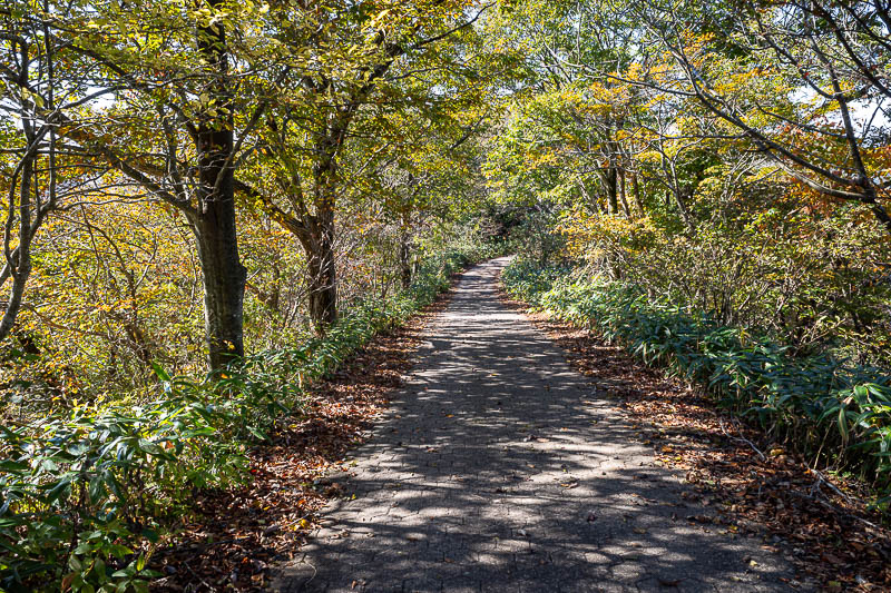 Back to Japan for the 11th time - October and November 2024 - The driveway down from the summit was actually very nicely yellowed. There were a few people around this area.