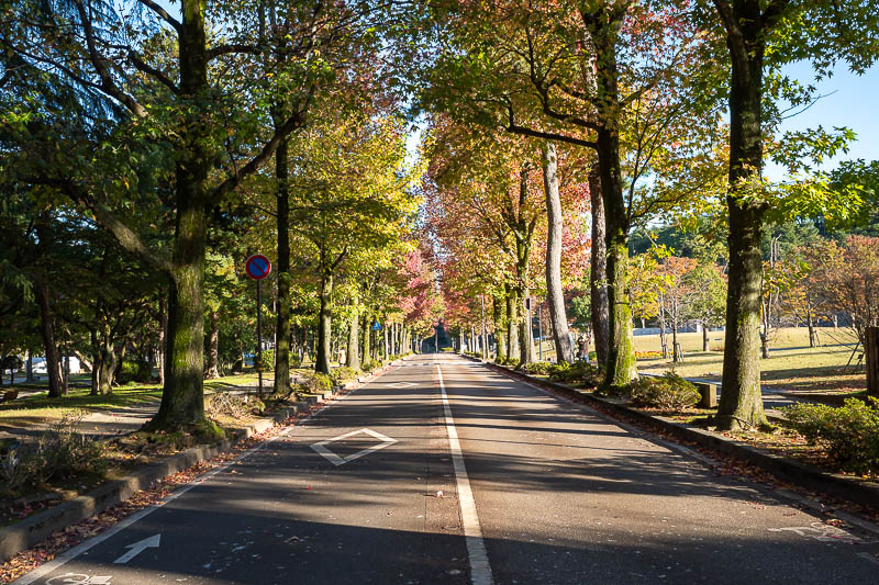 Back to Japan for the 11th time - October and November 2024 - Last time I was here the trees on this street all had bright red leaves. This time, not so much.