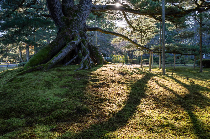 Back to Japan for the 11th time - October and November 2024 - Moss, trees, shadows.