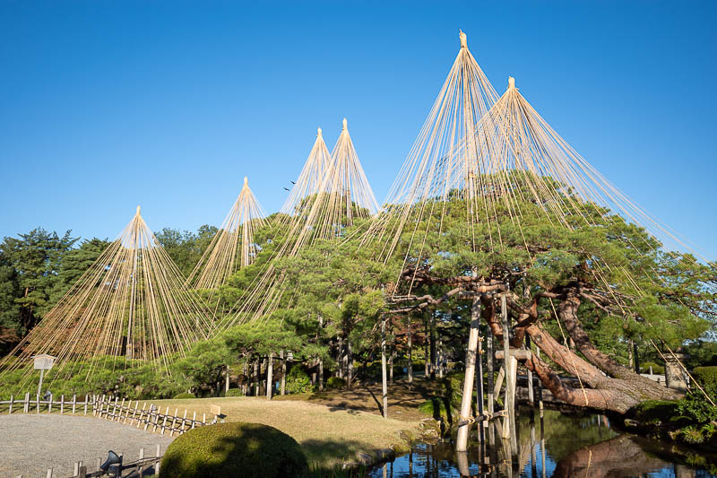 Back to Japan for the 11th time - October and November 2024 - The trees are already being tied up for winter. They should delay it a couple more weeks. Last time I was here there was an army of men on ladders doi