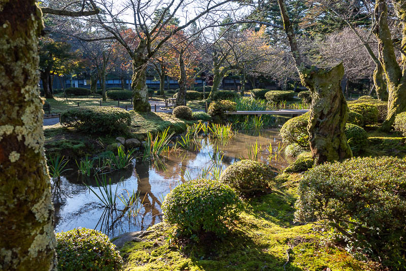 Back to Japan for the 11th time - October and November 2024 - More moss.