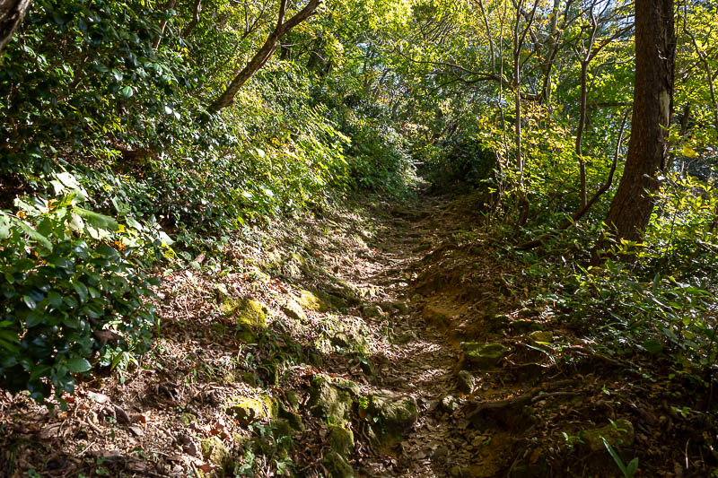 Japan-Kanazawa-Hiking-Mount Okushishiku - Now the colourful leaves started and the sun was shining through the foliage. For whatever reason, this is not where the bear is expected to be. I rea