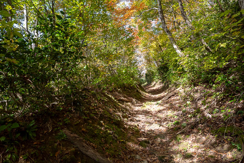 Japan-Kanazawa-Hiking-Mount Okushishiku - Today there was quite a colourful leaf tunnel.