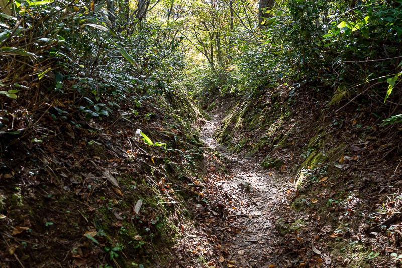 Japan-Kanazawa-Hiking-Mount Okushishiku - Back in the mossy section, about to head back into bear territory.