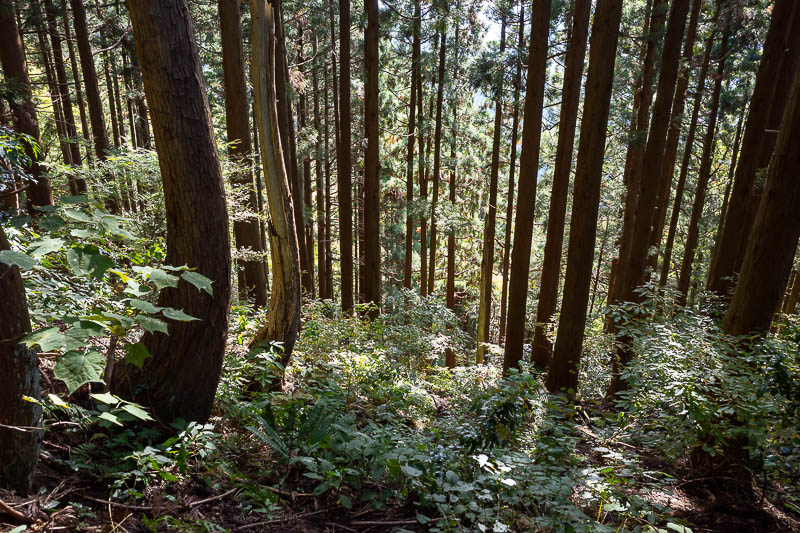 Japan-Kanazawa-Hiking-Mount Okushishiku - Last time I was in this area, the trees were actually blowing into each other and making a loud cracking sound almost like lightning. No wind today.