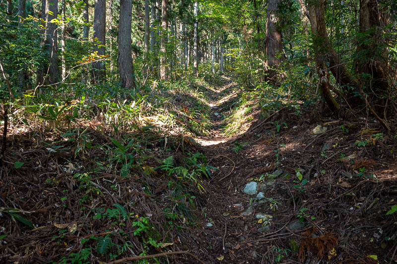 Back to Japan for the 11th time - October and November 2024 - The trail was mostly well defined, but overgrown in places. There is one section in the middle that had eroded away where you might slip off the trail