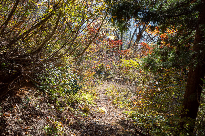 Back to Japan for the 11th time - October and November 2024 - Then the trail got nice and colourful.