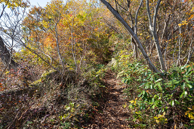 Back to Japan for the 11th time - October and November 2024 - The trail started to become a bit overgrown.