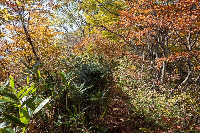 Back to Japan for the 11th time - October and November 2024 - More colour.