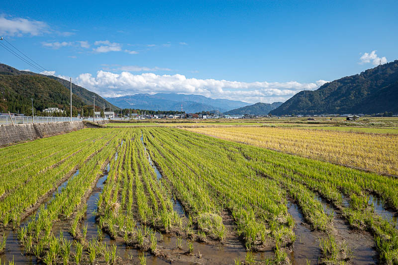 Back to Japan for the 11th time - October and November 2024 - The view across the fields up the valley on my jog back to the station were great.