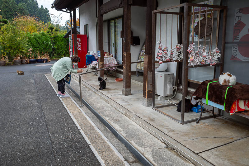 Japan-Fukui-Hiking-Hinoyama - This place is basically a free outdoor cat cafe. All of the cats are very friendly and will not run away from anyone. None of them wanted to fight me,