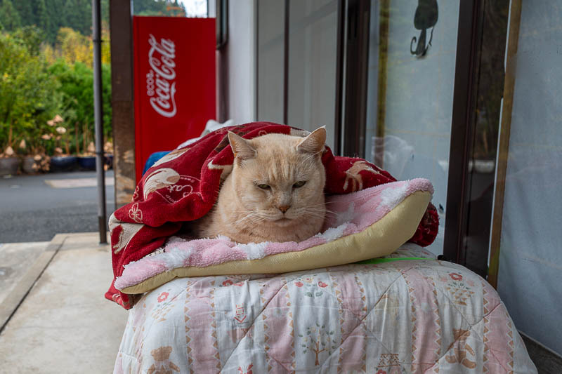 Japan-Fukui-Hiking-Hinoyama - The oldest cat of all.