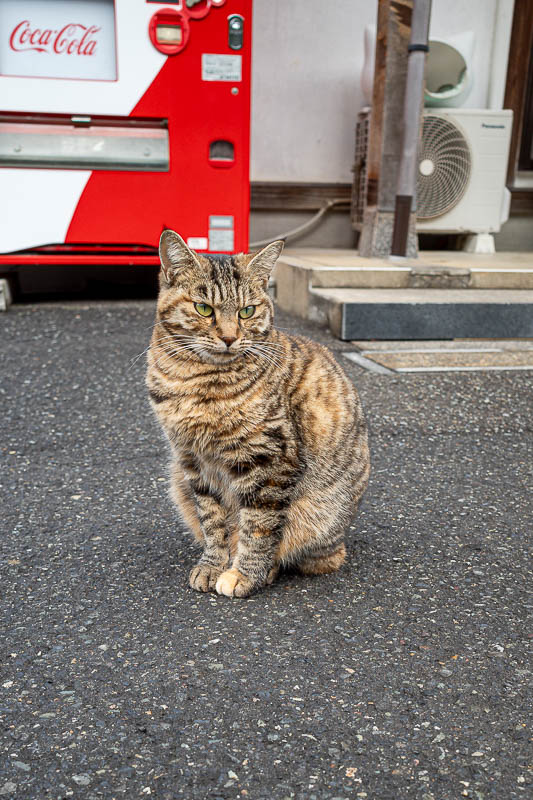 Japan-Fukui-Hiking-Hinoyama - Bonus cat. I ate a muesli bar here, and they all came running over as soon as I pulled it out of my bag. But they all look pretty well fed so they got