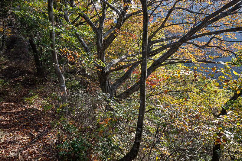 Japan-Fukui-Hiking-Hinoyama - Very colourful again today.