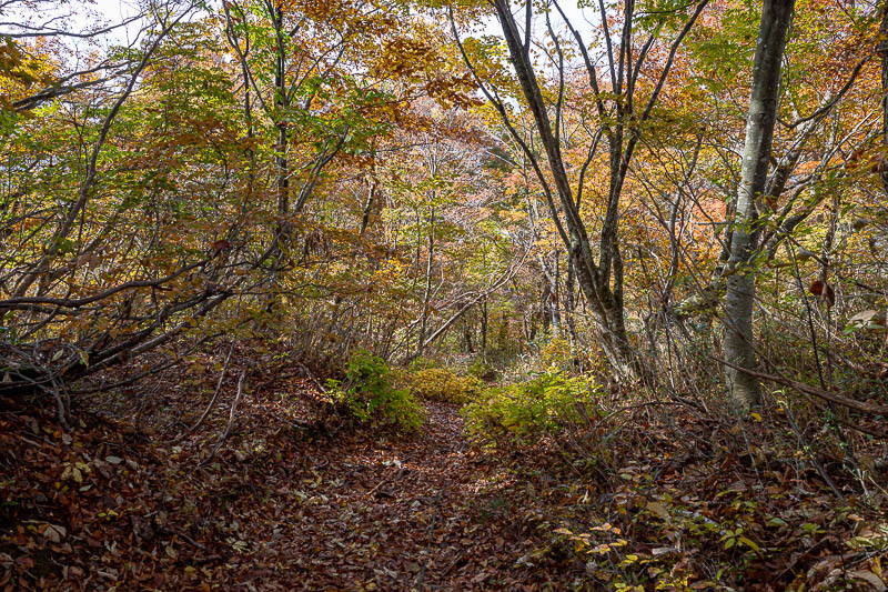 Japan-Fukui-Hiking-Hinoyama - The path down was lonely, but no less colourful. Also no less slippery, a lot of the time there was a rope.