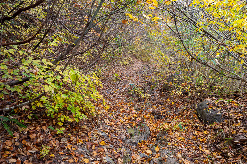 Japan-Fukui-Hiking-Hinoyama - This looks leafy, but slippery rocks await underneath.