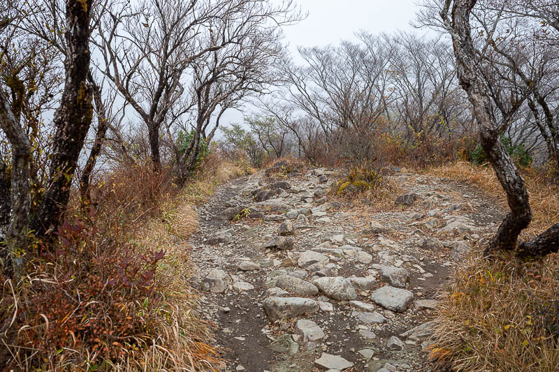 Japan-Tokyo-Hiking-Mount Tanzawa - I like the dead looking bits of hikes in grey weather.