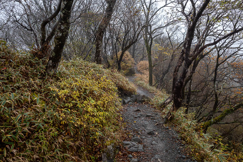 Japan-Tokyo-Hiking-Mount Tanzawa - Low bamboo time. This hike is the best low bamboo of any hike I am aware of.