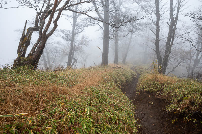 Japan-Tokyo-Hiking-Mount Tanzawa - A lot of fog now, and mud, and low bamboo.