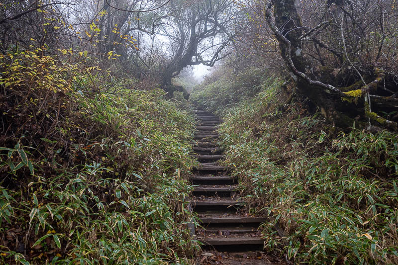 Japan-Tokyo-Hiking-Mount Tanzawa - But still more steps. I actually wish there were a few more of those plank things as my shoes got mud through them.