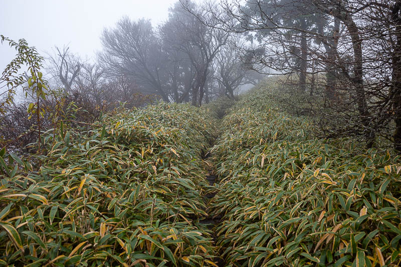 Japan-Tokyo-Hiking-Mount Tanzawa - Overgrown in some places. My pants also got soaked, but it was not actually cold or raining.