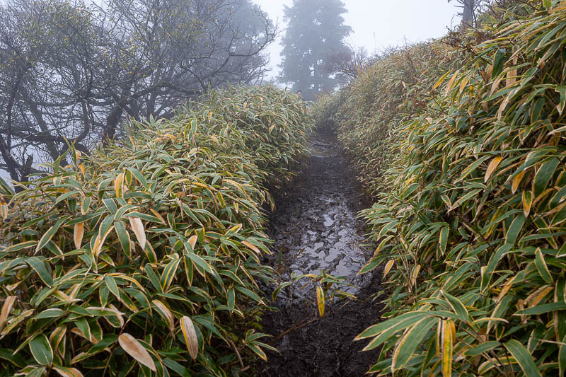 Japan-Tokyo-Hiking-Mount Tanzawa - Not the worst of the mud, but it was consistently mud for about 2km. I never fell over in it, I saw evidence that some others did.