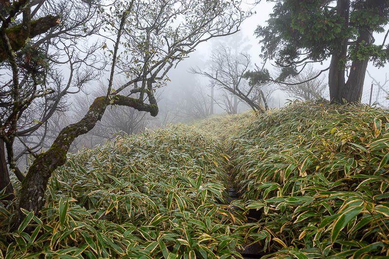 Japan-Tokyo-Hiking-Mount Tanzawa - Another overgrown bit.