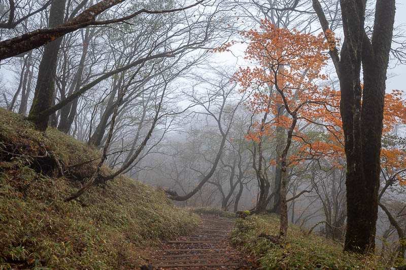 Japan-Tokyo-Hiking-Mount Tanzawa - A lone orange tree to remind us all of what is yet to come this season.