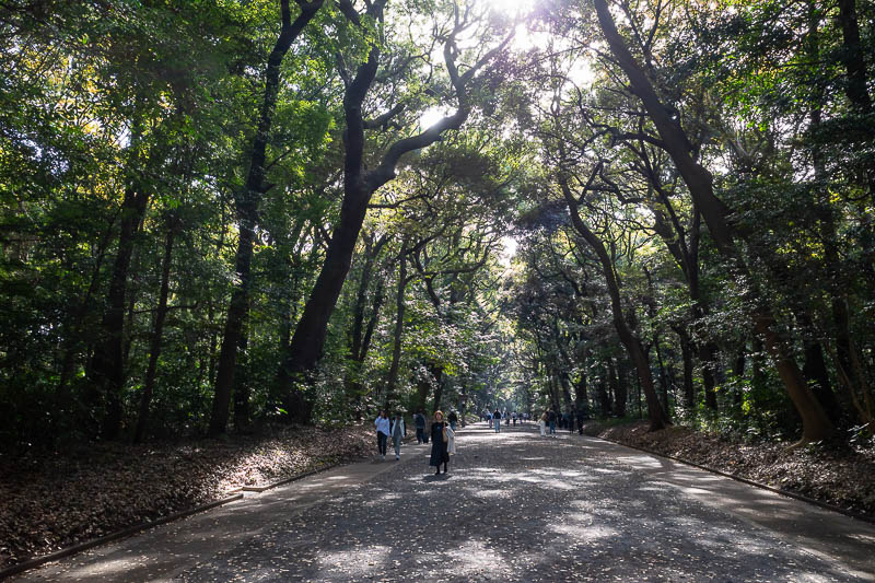 Japan-Tokyo-Shinjuku-Shibuya - Time to take a walk through the Meiji Jingu shrine area, without actually seeing the shrine. I have seen it many times before. This photo came out wei