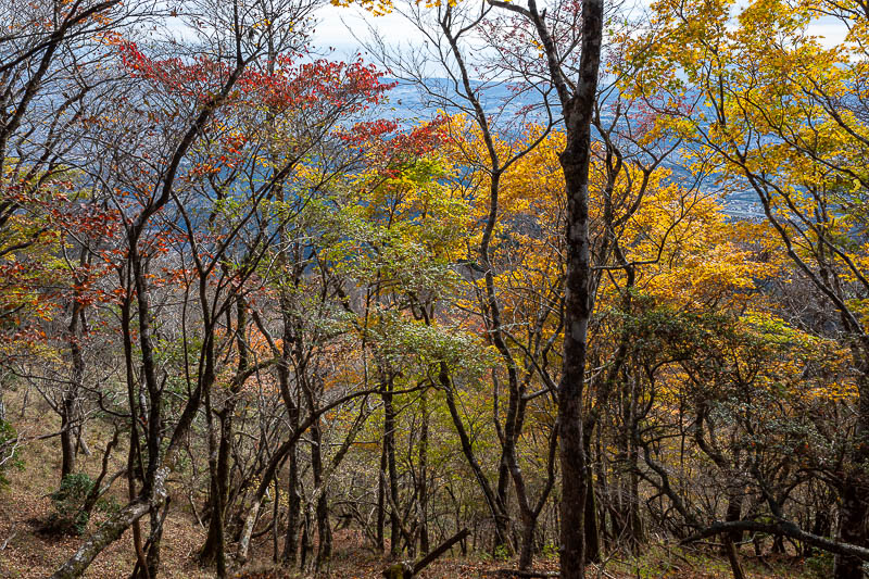 Japan-Tokyo-Hiking-Mount Oyama - Time to descend and appreciate some leaf colours.