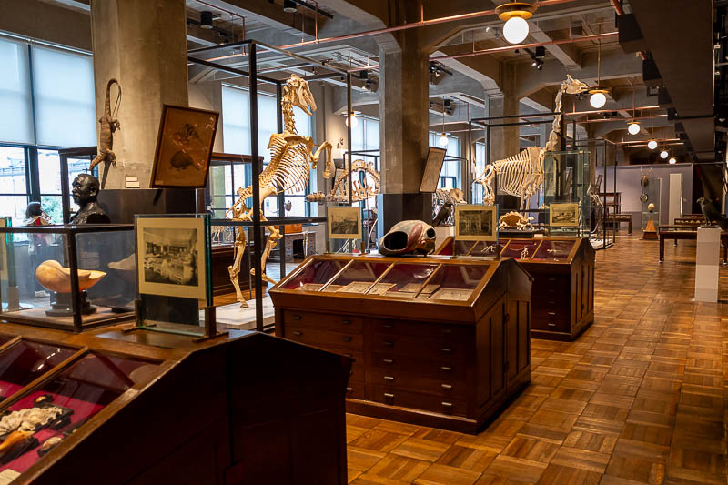 Japan-Tokyo-Ikebukuro-Museum - More bones. The whole place seems like a rich guys study filled with peculiarities pillaged from various world tours involving trunks and train travel