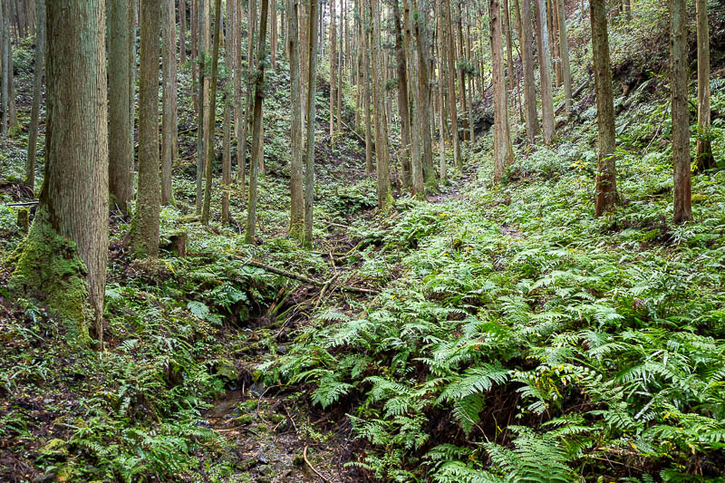 Japan-Tokyo-Hiking-Mount Izugatake - The lower parts of today's hike were ferny and wet.