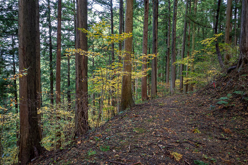 Japan-Tokyo-Hiking-Mount Izugatake - Actually the first third of the hike was a very good trail like this. There were some recent signs for a trail running marathon that had used this rou