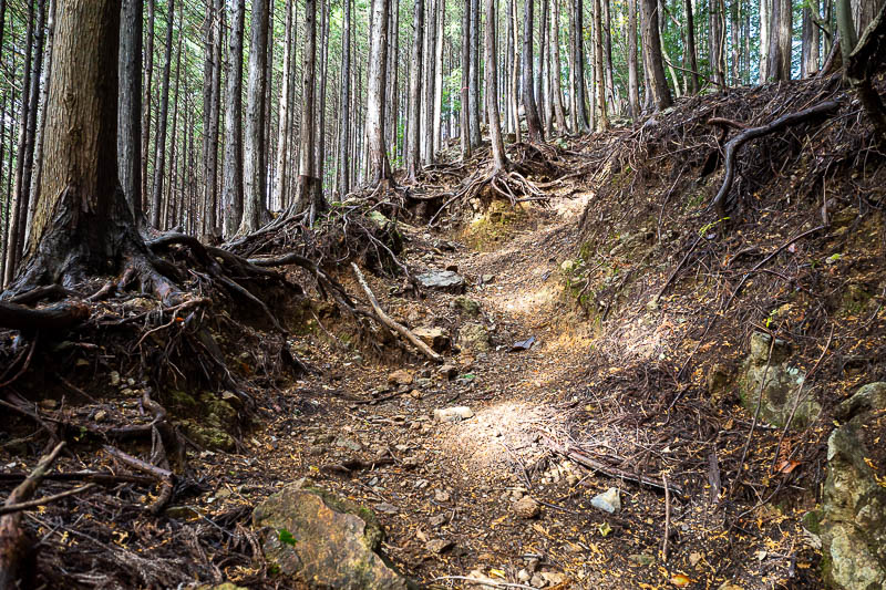 Japan-Tokyo-Hiking-Mount Izugatake - Now for a lot of tree roots.