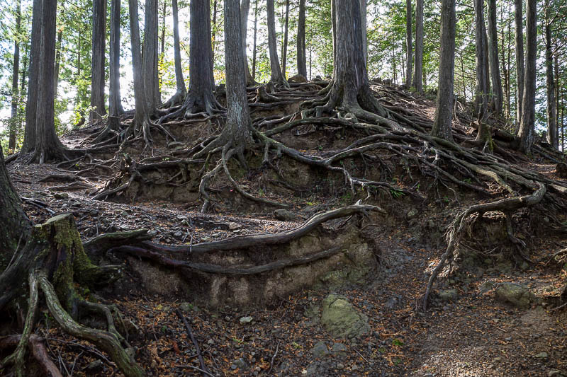 Japan-Tokyo-Hiking-Mount Izugatake - Serious roots.