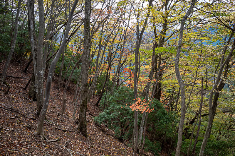 Japan-Tokyo-Hiking-Mount Izugatake - Some colour! Finally. Not much colour on today's hike.