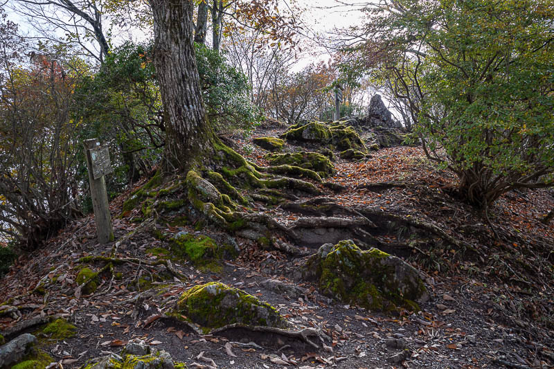 Japan-Tokyo-Hiking-Mount Izugatake - Some nice moss.