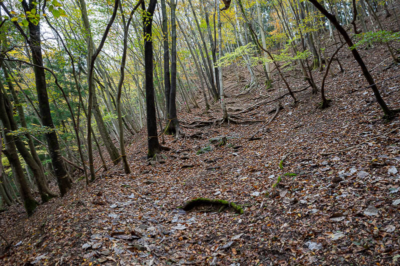 Japan-Tokyo-Hiking-Mount Izugatake - A little bit more colour as I head back into the woods.