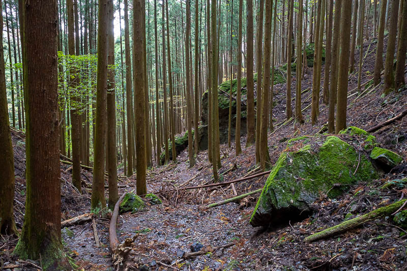 Japan-Tokyo-Hiking-Mount Izugatake - More moss and areas that will be logged in the future.